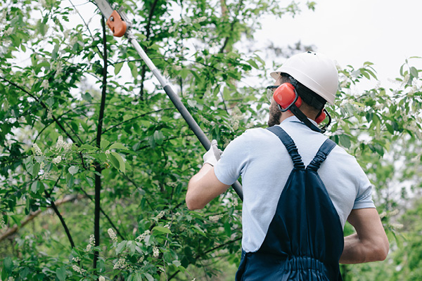 Tree Trimming Services near me