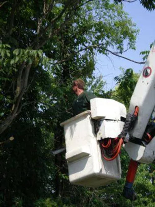 M&M Tree Service bucket truck