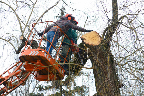 tree removal near me