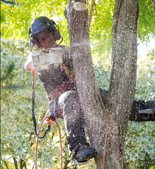 tree service company near me